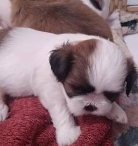 Shih-tzu lindos filhotes disponveis canil Enchantress