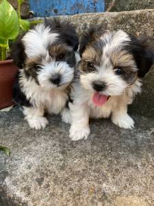 Lhasa-Apso lindos filhotes disponveis canil Enchantress