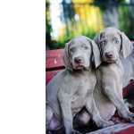 Weimaraner Weimaraner So Paulo So Paulo