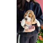 Beagle Beagle qualidade superior com LOP Leiria LEIRIA