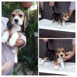 Beagle Beagle de QUALIDADE SUPERIOR Leiria Leiria