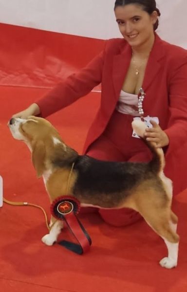 Beagle de QUALIDADE SUPERIOR