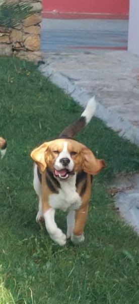 Beagle de QUALIDADE SUPERIOR
