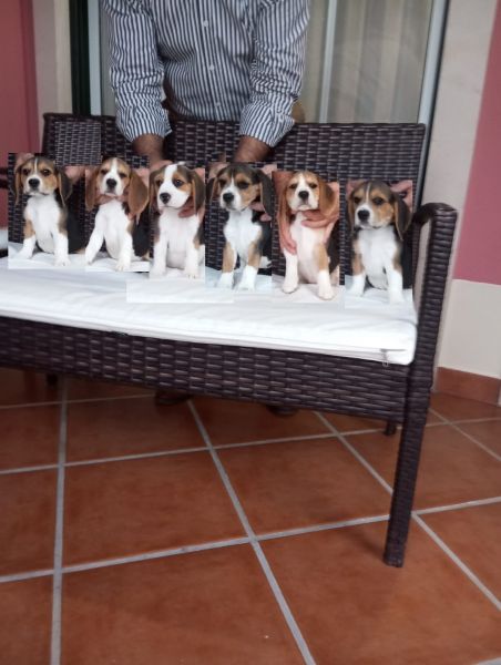 Beagle de QUALIDADE SUPERIOR