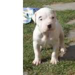 Dogue Argentino Dogo Argentino So Paulo So Paulo