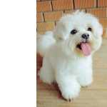 Bichon Fris Bichon Friz