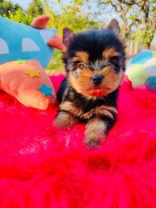 YORKSHIRE TERRIER MACHO