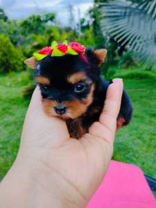 YORKSHIRE TERRIER FEMEA