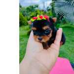 Yorkshire Terrier YORKSHIRE TERRIER FEMEA