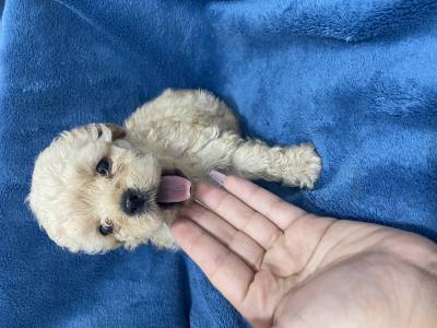 FILHOTE DE POODLE TOY MACHO