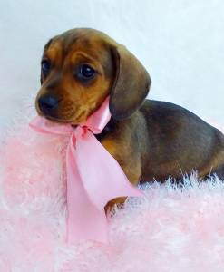 BASSET MINI TECKEL LINDAS FMEAS DOURADAS ENTREGO HOJE CHAMA NO ZAP