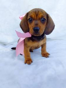 BASSET MINI TECKEL LINDAS FMEAS DOURADAS ENTREGO HOJE CHAMA NO ZAP