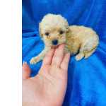 Poodle Toy FILHOTE DE POODLE TOY MACHO So Paulo Granja Viana