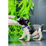 Bulldog Francs BULLDOG FRANCES MINI So Paulo Guarulhos