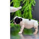 Bulldog Francs BULLDOG FRANCES So Paulo Guarulhos