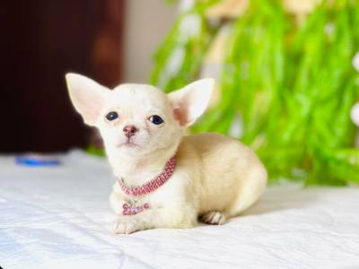 CHIHUAHUA PELO LONGO