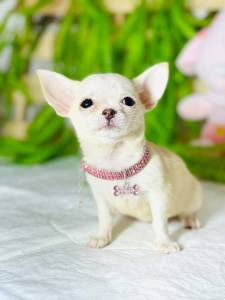 CHIHUAHUA PELO LONGO