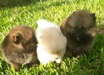 SPITZ ALEMO ANO LULU LINDOS MACHOS E FMEAS ENTREGO HOJE CHAMA NO ZAP