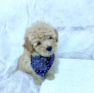 FILHOTE DE POODLE TOY MACHO