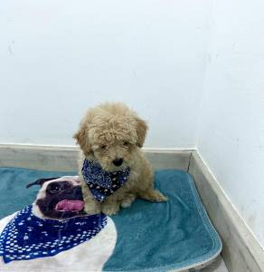FILHOTE DE POODLE TOY MACHO