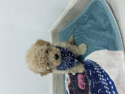 FILHOTE DE POODLE TOY MACHO