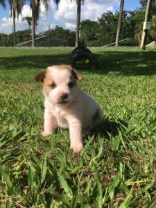 Filhotes de Jack russel