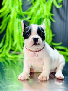 BULLDOG FRANCES FEMEA  MASCARADA