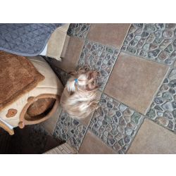 Yorkshire Terrier YORKSHIRE GOLD F�MEA  CRIADORA REGISTADA NA DGAV 