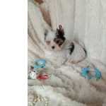 Yorkshire Terrier BIEWER TERRIER FMEA CRIADORA REGISTADA NA DGAV 