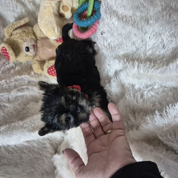 YORKSHIRE TERRIER FÊMEA MINI CRIADORA REGISTADA NA DGAV YORKSHIRE TERRIER FÊMEA MINI CRIADORA REGISTADA NA DGAV