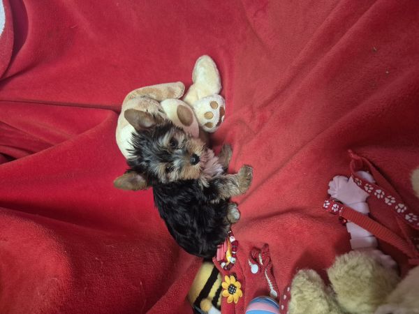 YORKSHIRE TERRIER FMEA  CRIADORA REGISTADA NA DGAV 