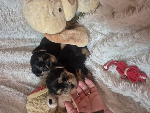 YORKSHIRE TERRIER FMEA  CRIADORA REGISTADA NA DGAV 