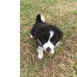 Border Collie FILHOTES DE BORDER COLLIE DISPONVEL So Paulo Granja Viana