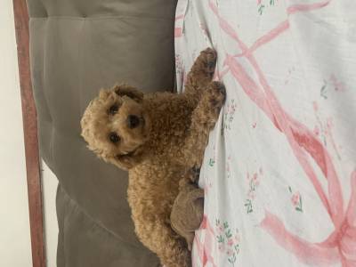 Poodle toy lindos filhotes disponveis