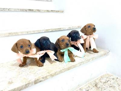 BASSET MINI TECKEL LINDOS FILHOTES DISPONIVEIS CHAMA NO ZAP