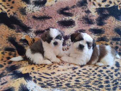 ShihTzu filhotes