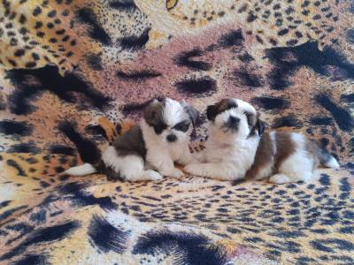 ShihTzu filhotes