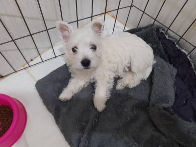 Filhotes West Highland White Terrier