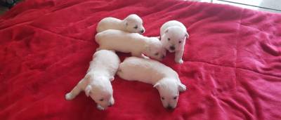 Filhotes West Highland White Terrier