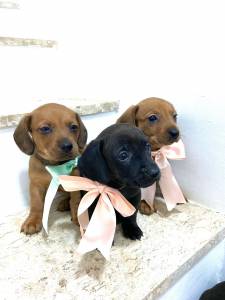 BASSET MINI TECKEL LINDOS FILHOTES PRETO DOURADOS PARC ENTREGO HOJE CHAMA NO ZAP