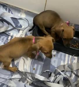 Basset Mini salsicha Dachshund ou teckel Cofap Fmeas BAIXEI o preo parc Dez x entrego hoje