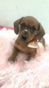 Basset Mini salsicha Dachshund ou teckel Cofap Fmeas BAIXEI o preo parc Dez x entrego hoje