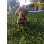 Dachshund FILHOTES DE BASSET TECKEL So Paulo Granja Viana