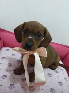 Basset Mini salsicha Dachshund ou teckel Cofap Fmeas BAIXEI o preo parc Dez x entrego hoje