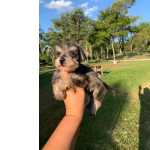 Schnauzer Miniatura (ano) Filhotes de Schnauzer ano So Paulo So Paulo
