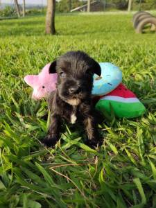 Filhotes de Schnauzer miniatura