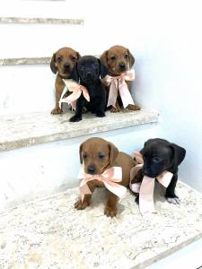 Basset Mini salsicha Dachshund ou teckel Cofap Fmeas BAIXEI o preo parc Dez x entrego hoje