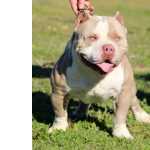 American Bully American bully So Paulo Cotia