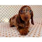 Dachshund FILHOTE DE BASSET TECKEL ALERQUIN E CHOCOLATE MACHO So Paulo Cotia Granja Viana