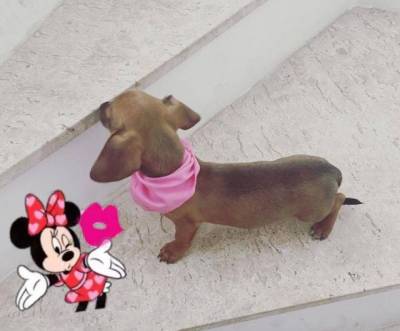 Basset Mini salsicha Dachshund ou teckel Cofap Fmea BAIXEI o preo parc Dez x entrego hoje